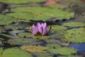 Close up of a Lily Pad Flower Royalty Free Stock Photo