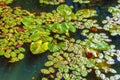 Close up of lily pads along a lakes shore
