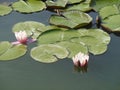 Lily Pad close up Royalty Free Stock Photo