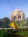 Close-up Of Lily At The Palace Of Fine Arts