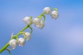 Flower Spring Lily of the valley Background Horizontal Close-up Macro shot. Blooming lily of the valley against a blue spring sky.