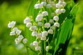 Close-up of lily of the valley flower spring background. Natural nature background with blooming beautiful flowers lilies of the v Royalty Free Stock Photo