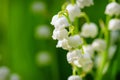 Close-up of lily of the valley flower spring background. Natural nature background with blooming beautiful flowers lilies of the v Royalty Free Stock Photo