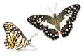 Lime butterfly Papilio demoleus