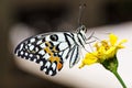 Lime butterfly Papilio demoleus Royalty Free Stock Photo