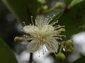 close-up of lime or chili orange tree flowers Royalty Free Stock Photo