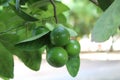 Close-up of lime on lime tree in the farm. Royalty Free Stock Photo