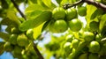 A close-up of a lime tree branch covered in vibrant lime fruits, with the green harvest hanging from the branches Royalty Free Stock Photo