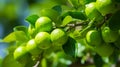 A close-up of a lime tree branch covered in vibrant lime fruits, with the green harvest hanging from the branches Royalty Free Stock Photo