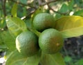 close-up lime tree in the garden, vitamin C, Green organic lime, citrus fruit hanging on tree Royalty Free Stock Photo