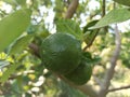 close-up lime tree in the garden, vitamin C, Green organic lime, citrus fruit hanging on tree Royalty Free Stock Photo