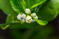 Close up of lime white flower`s buds surrounded by green leaves