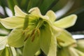 Close up of a limegreen checquered lily