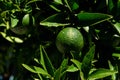 Limes In Sunlight Hanging From The Tree Royalty Free Stock Photo