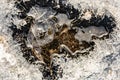 Close up of a limestone rock with an irregular shape with a depression and water in the center