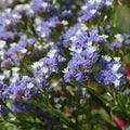 Limonium sinuatum (also known as Statice) flower Royalty Free Stock Photo