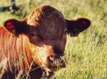 Close up of a Limousin cattle during the day