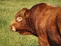 Close up of a Limousin cattle during summer