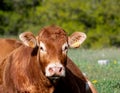 Close-up portrait of a limousin cow