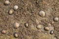 Close up limpets attached to a barnacle covered rock on the beach