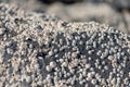 Close up of Limpets in Ayrshire Scotland