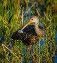 Close up of Limpkin at Celery fields in Florida Royalty Free Stock Photo