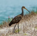 Limpkin Posing Royalty Free Stock Photo