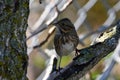 Close up of a Lincoln Sparrow bird Royalty Free Stock Photo