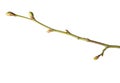 Close-up of Linden branch with swollen buds on isolated white background