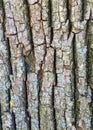 Close-up of linden tree bark