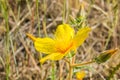 Close up of Lindley's blazing star (Mentzelia lindleyi) wildflower blooming around the summit of Mt Hamilton, San Jose, Californi