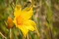 Close up of Lindley's blazing star (Mentzelia lindleyi) wildflower blooming around the summit of Mt Hamilton, San Jose, Californi