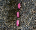 Close up of line of bean seeds in hole