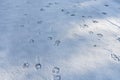 Line of deer footprints on snow in the forest. Royalty Free Stock Photo