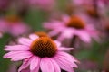 Close-up of a line of Echinacea flowers