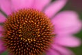 Close-up of a line of Echinacea flowers