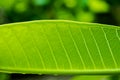 Close up line pattern of Plumeria green leaf , tropical flower plants growing in the garden at home. Beautiful green leaf.