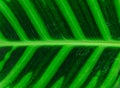 Close-up of line and texture of green leaf - background Royalty Free Stock Photo