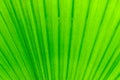 Close-up of line and texture of green palm leaf - background Royalty Free Stock Photo