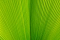 Close-up of line and texture of green palm leaf - background Royalty Free Stock Photo