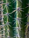 Close up of linear cactus spikes and needles