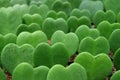 Close-up of Lined up bright green Hoya Kerrii plants