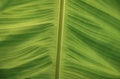 Close Up of the Lines on a Banana Tree Leaf Royalty Free Stock Photo