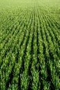 lines of rye sprouts on agriculture field in warm sun rays. Agriculture