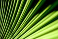 Close up lines and textures of green palm leaves. Royalty Free Stock Photo
