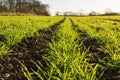 Close up of lines of young shoots of winter wheat in a field. UK