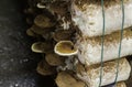 Close up Lingzhi mushroom Royalty Free Stock Photo