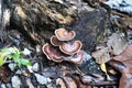 close up Lingzhi mushroom in the woods Royalty Free Stock Photo