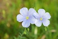 Linum nervosum flower in wild