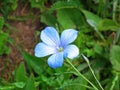 Linum usitatissimum flower in wild